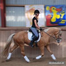 Palomino Lysgaards Cosmo