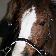 Welsh Pony af Cob-type (sec C) Fanny SOLGT :'(