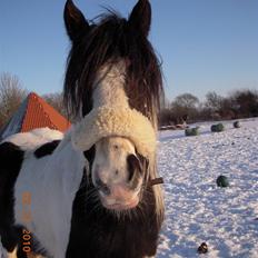 Irish Cob Romanys Cailin