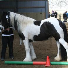Irish Cob Romanys Cailin