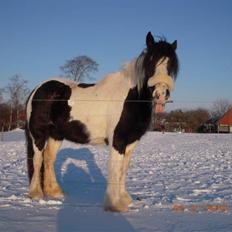 Irish Cob Romanys Cailin