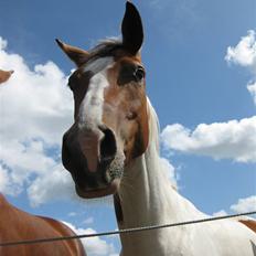 Anden særlig race Nyholm's Thunder SOLGT