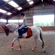 Anden særlig race Nyholm's Thunder SOLGT