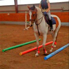 Anden særlig race Nyholm's Thunder SOLGT