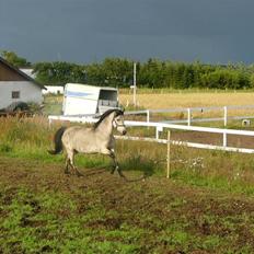 Welsh Pony (sec B) Spar Knægt 
