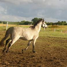 Welsh Pony (sec B) Spar Knægt 