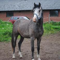 Anden særlig race Caliano (SOLGT)