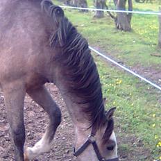 Anden særlig race Caliano (SOLGT)