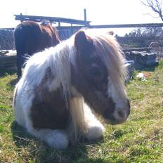 Shetlænder Sik :ø) <3