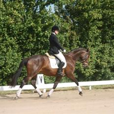 Trakehner Katalie Dyrhave