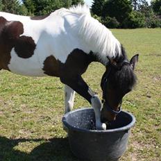 Anden særlig race Royal Rubin