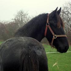 Frieser ¤  Naja   (NULLE) ¤  