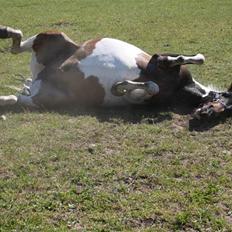 Anden særlig race Royal Rubin