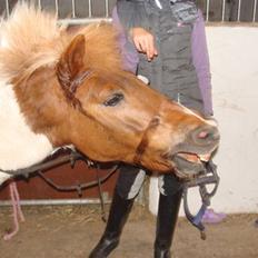 Anden særlig race KLAUS - SOLGT :'(<3