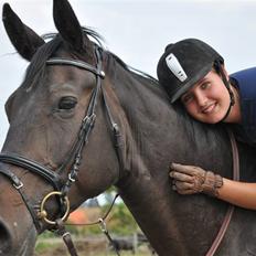 Holstener Claudi (Solgt)