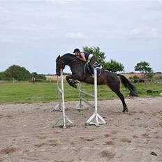 Holstener Claudi (Solgt)