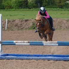 Anden særlig race Nicki solgt!!