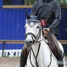 New Forest Rødtjørns Bellis *tidligere hest*