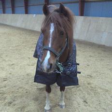 Anden særlig race ¬ PHILLIP <3