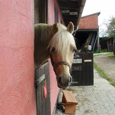 Hollandsk Sportspony Epol Star *Solgt* R.I.P
