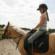 Hollandsk Sportspony Epol Star *Solgt* R.I.P
