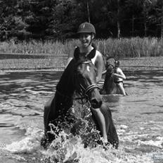 Dansk Varmblod Zophie Engel