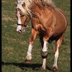 Welsh Cob (sec D) Golden Grafferson