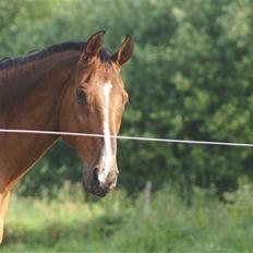 Dansk Varmblod Legato *min fars*