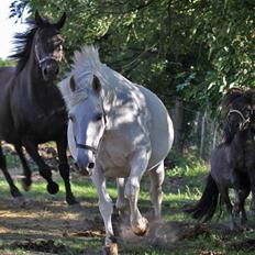 Shagya Araber (SH) Cherie Kirkebjerg