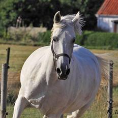 Shagya Araber (SH) Cherie Kirkebjerg