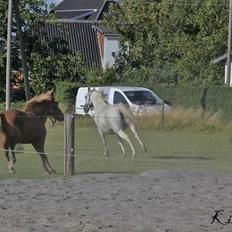 Shagya Araber (SH) Cherie Kirkebjerg