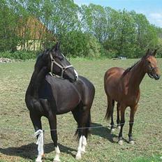 Oldenborg   Miranda Himmelhest  :'( <3