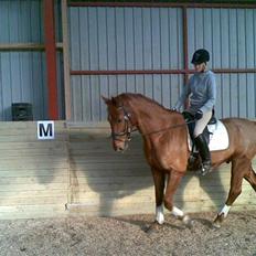 Dansk Varmblod Murphy