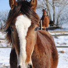 Welsh Cob (sec D) Stensgårds Tristan