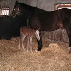 Welsh Cob (sec D) Stensgårds Tristan