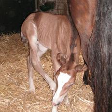Welsh Cob (sec D) Stensgårds Tristan