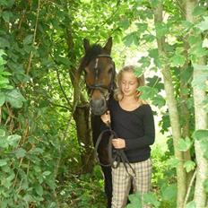 Tysk Sportspony Hr Tomnus R.I.P