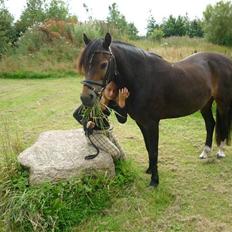 Tysk Sportspony Hr Tomnus R.I.P