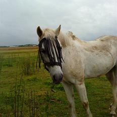 Anden særlig race cavalir(solgt)