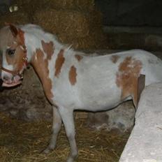 Welsh Mountain (sec A) Pinocchio 