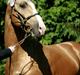 Palomino Lysgaards Cosmo