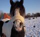 Irish Cob Romanys Cailin