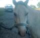 Welsh Pony af Cob-type (sec C) Mathias *Solgt*