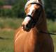 Welsh Cob (sec D) Golden Grafferson