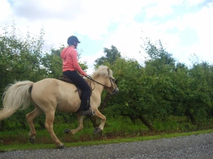 Islænder Njall fra Vindblæs(solgt) - Galop med Heidi juli 09 billede 19