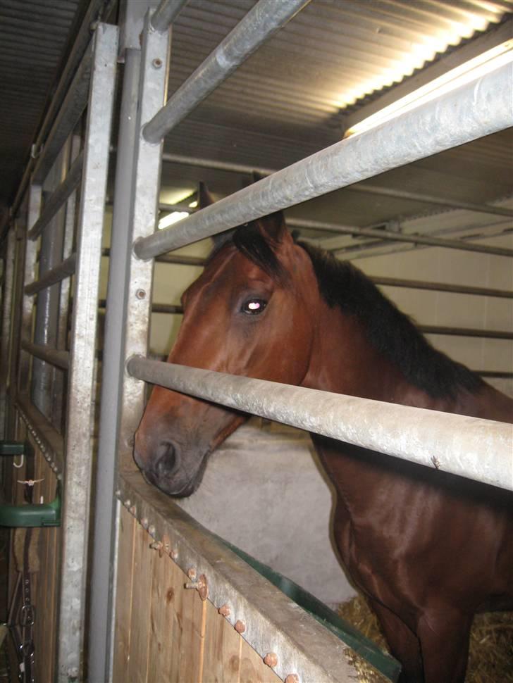 Anden særlig race Færch's Lady | gl. part. R.I.P  - lady kort efter jeg fik part på hende.. hvor ser hun sød ud <3 billede 16