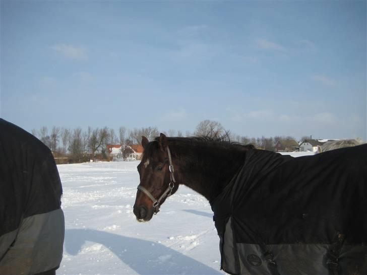 Anden særlig race Spartan El' Sansal billede 15