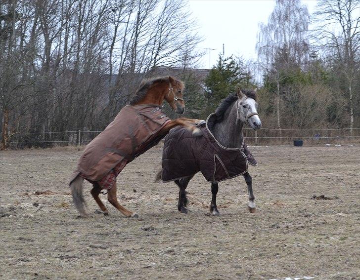 Welsh Pony (sec B) Hedebo's Cindi - Vild er du blevet på dine ældre dage - hvorfor mon... :-b billede 5