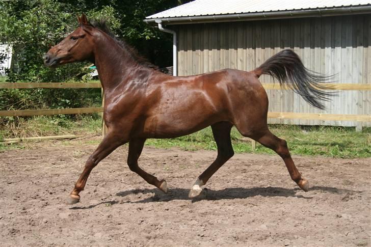 Anden særlig race Spartan El' Sansal billede 17