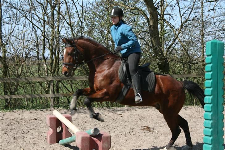 Anden særlig race Chivas *part* billede 17